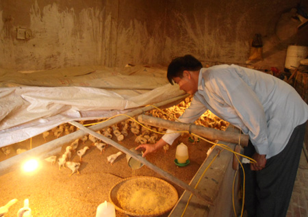 Làm giàu từ nuôi gà lai Đông Tảo theo hướng công nghiệp